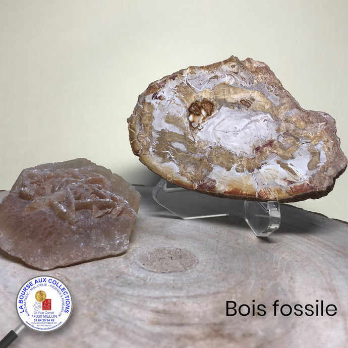 Tranche de pierre brute - BOIS FOSSILE, qualité A - Madagascar
