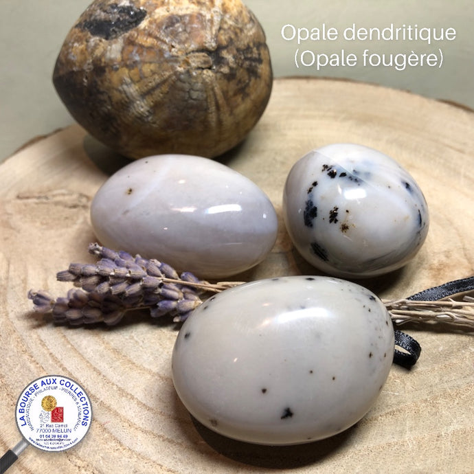 Galet - OPALE DENDRITIQUE (Opale fougère) - Madagascar