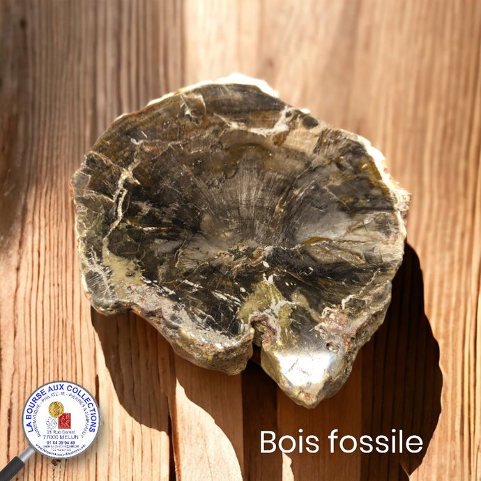 Tranche de pierre brute - BOIS FOSSILE, qualité A - Madagascar